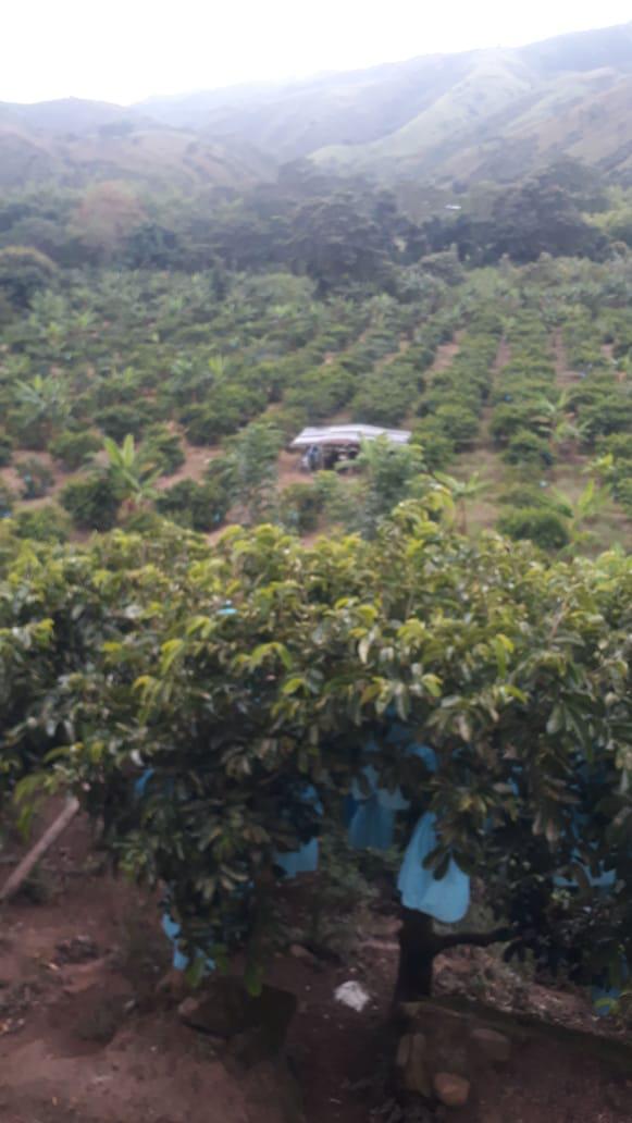 Guanabana