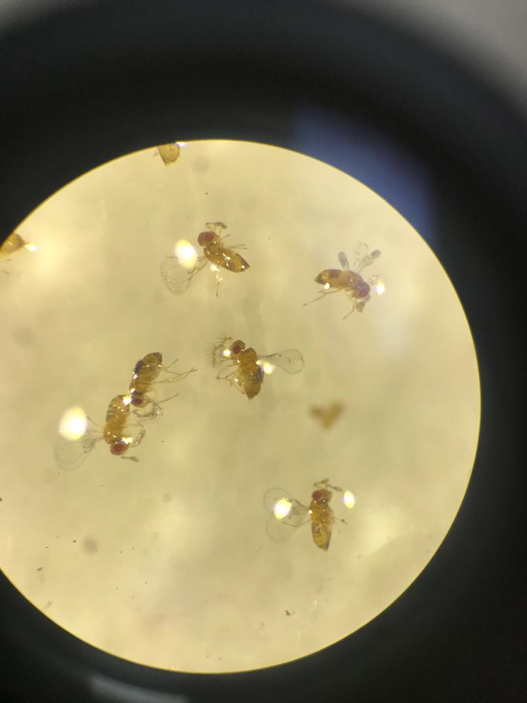 Trichogramma