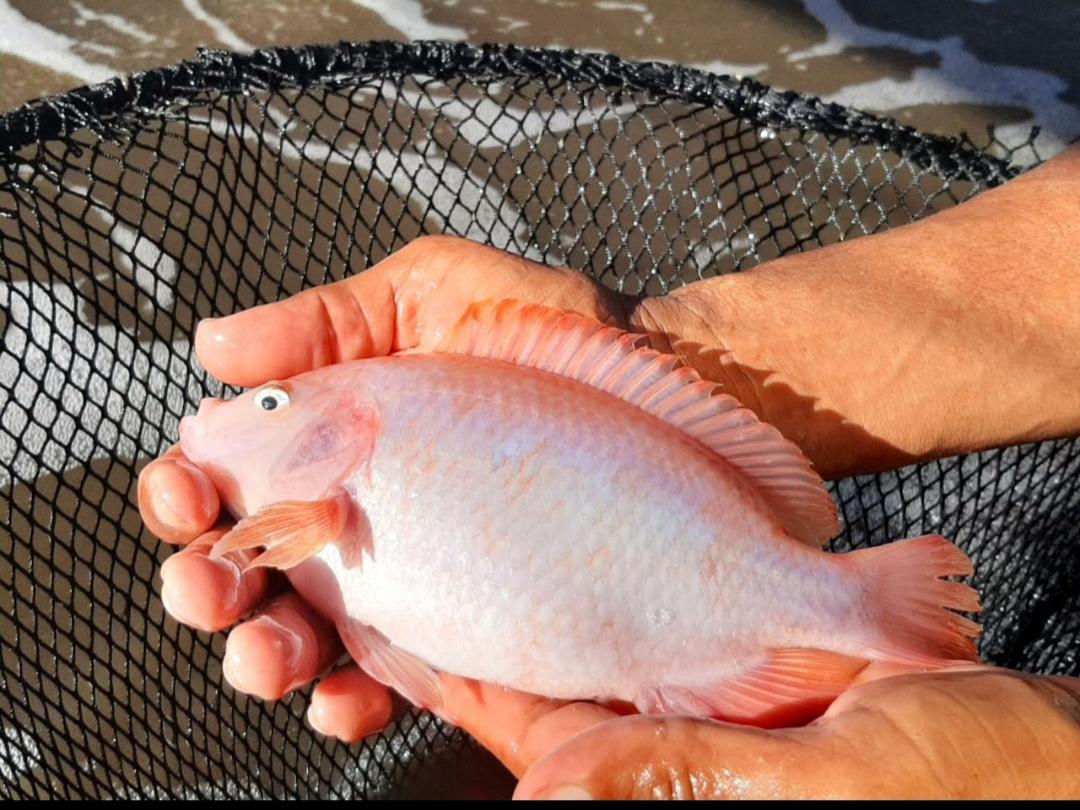 Tilapia Roja Tipo 2
