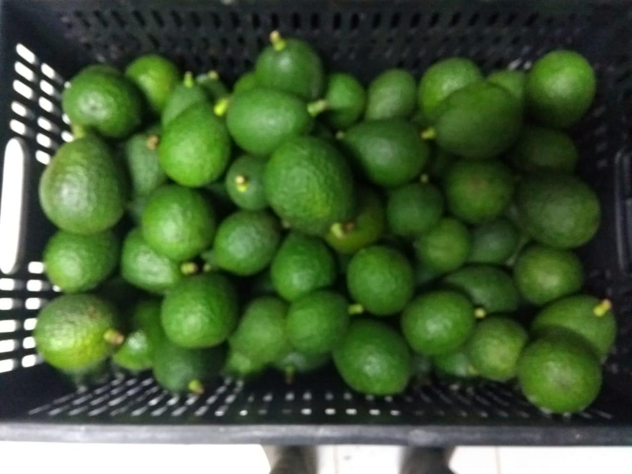 Aguacate Hass
