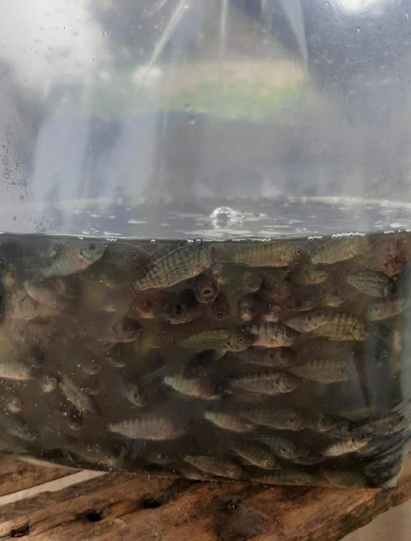 Alevinos Tilapia Roja