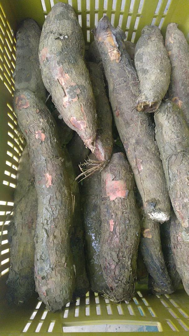 Yuca Cuero Rojo