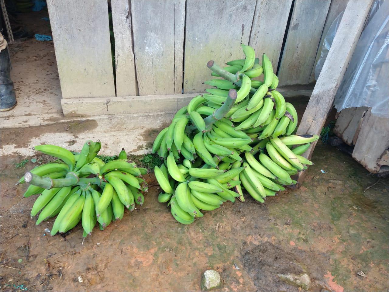 Platano