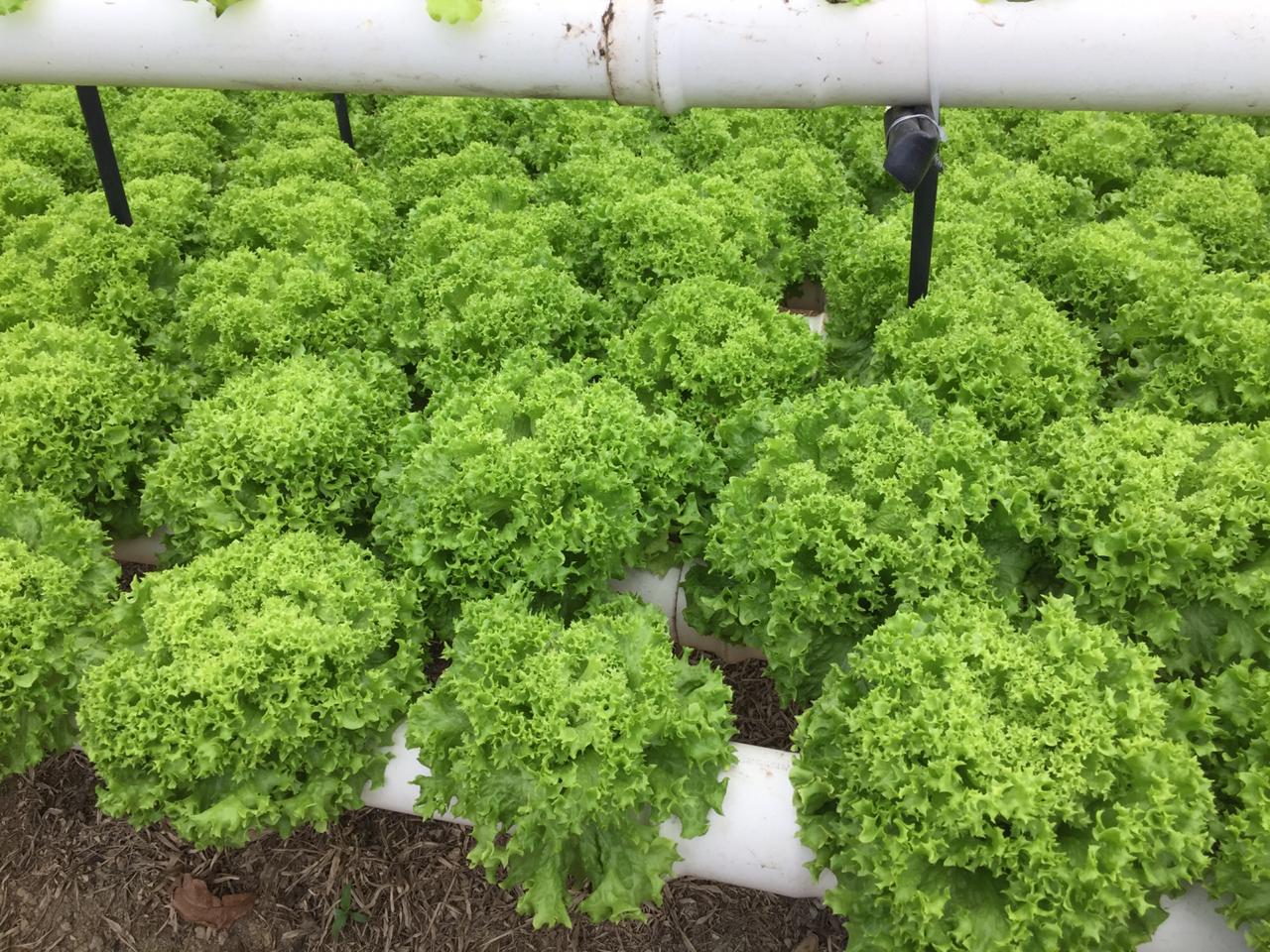 Lechuga Verde Crespa