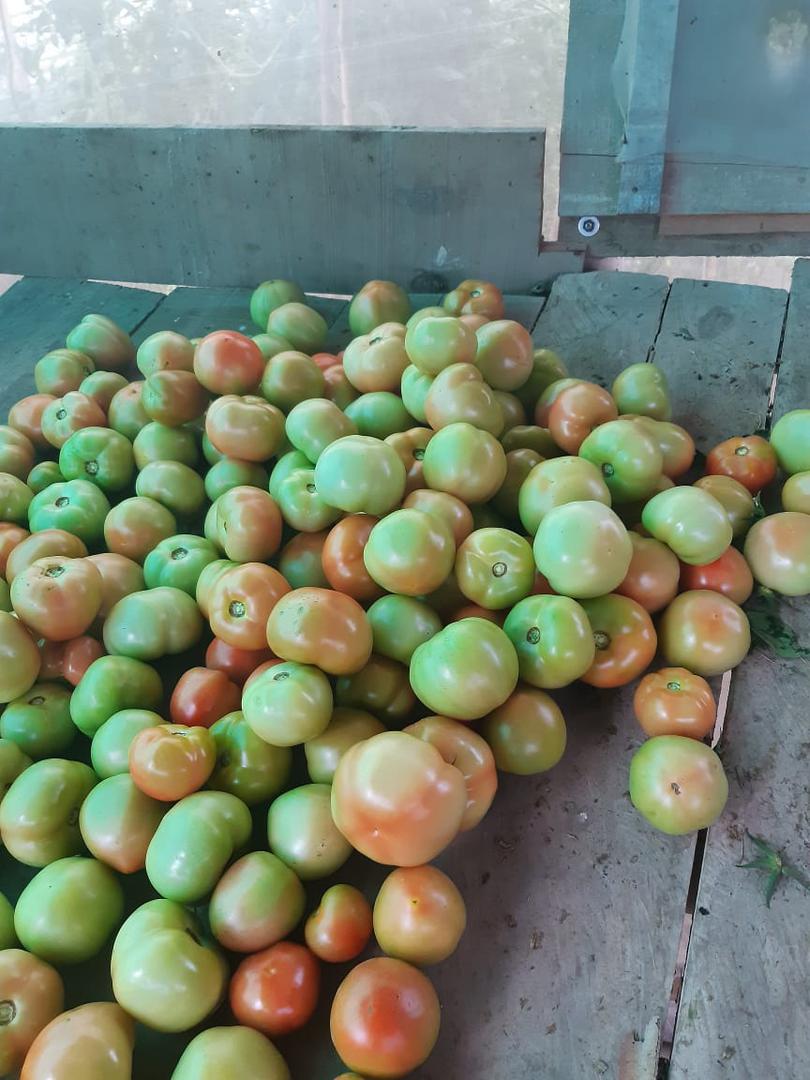 Tomate De Invernadero