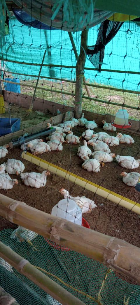 Pollo En Canal