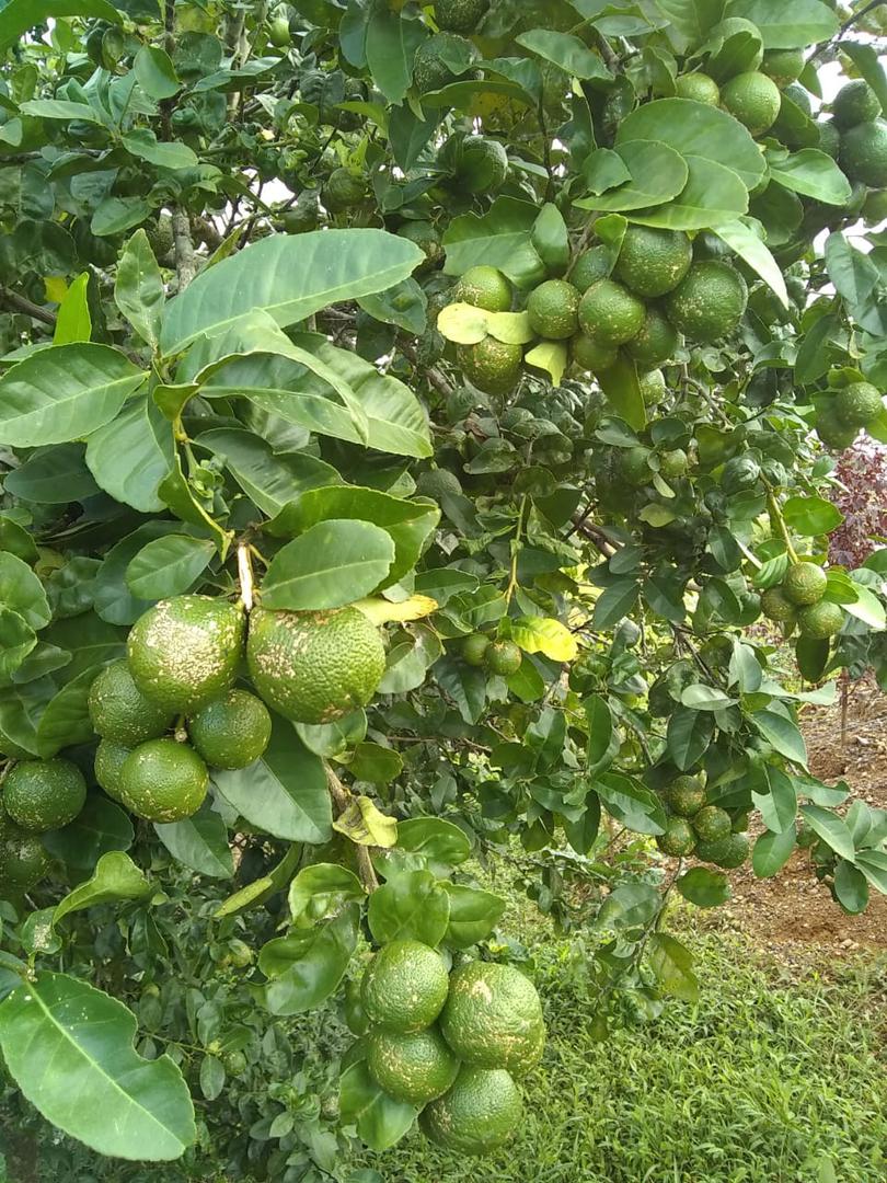 Limon Mandarino Organico — foto 2 de 2