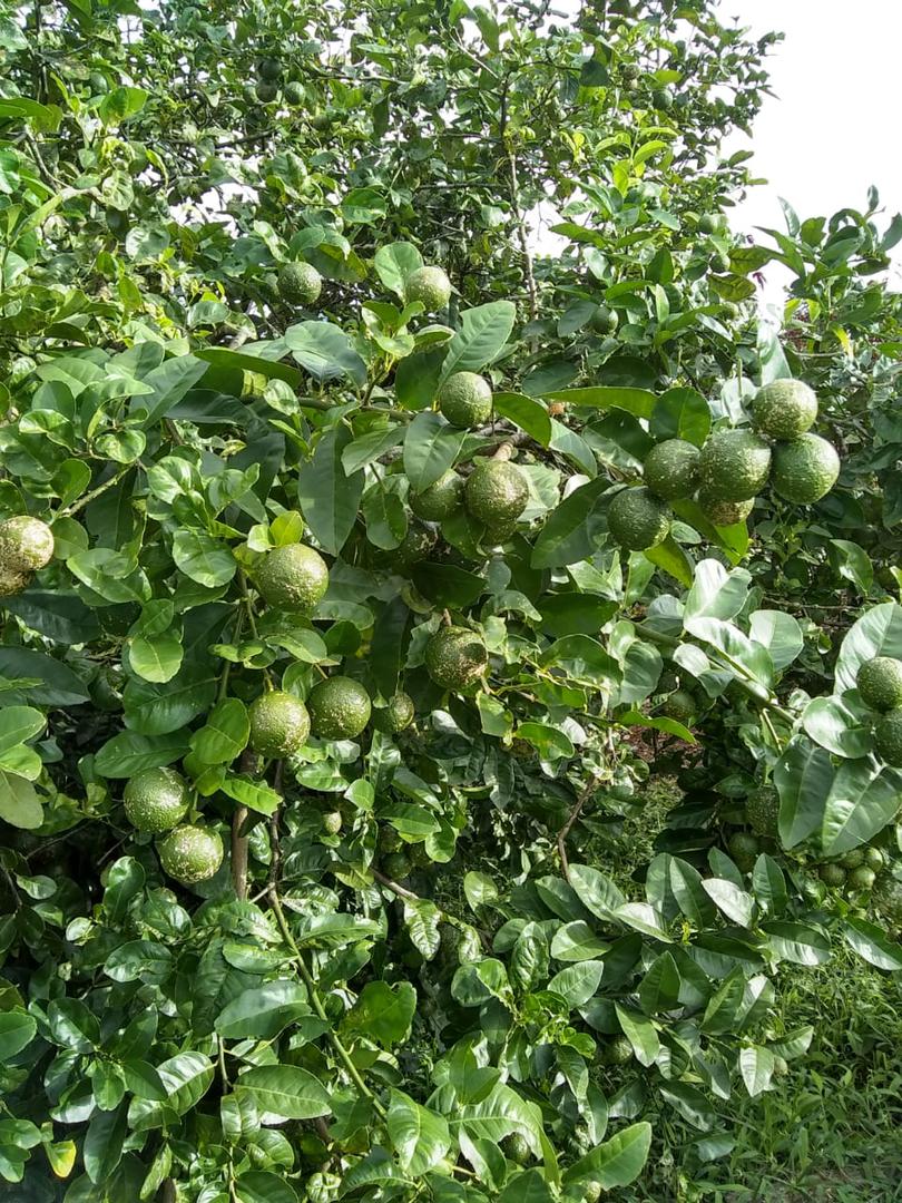 Limon Mandarino Organico