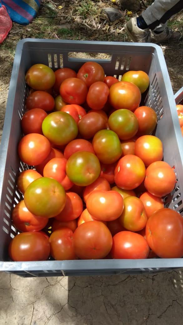 Tomate Monito