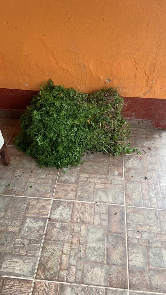 Atado De Cilantro 8 Libras