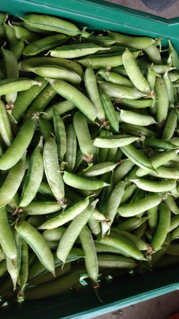 Arveja Verde En Vaina