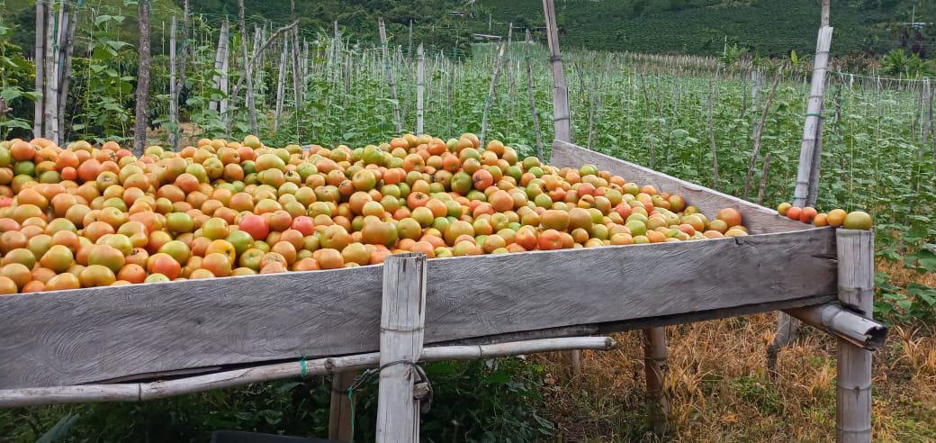 Tomate Chonto