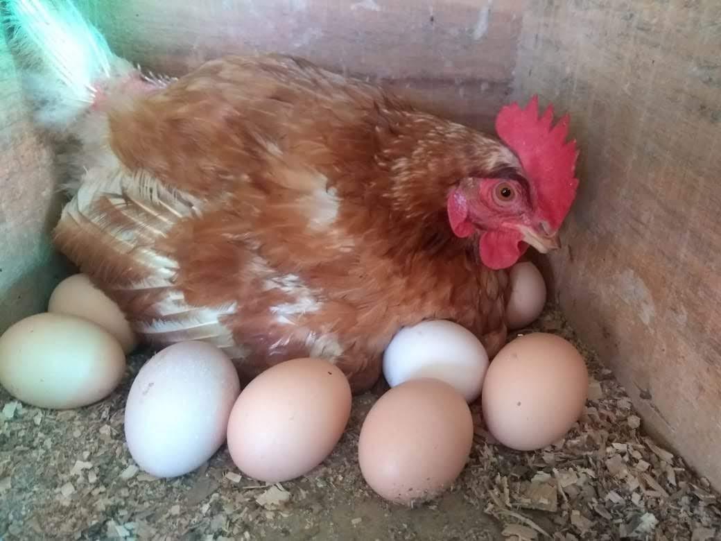 Huevo Semi Criollo