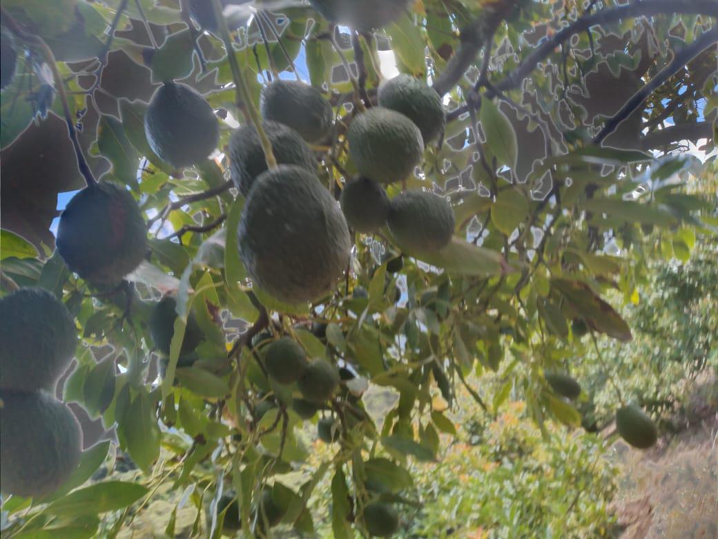 Aguacate Hass