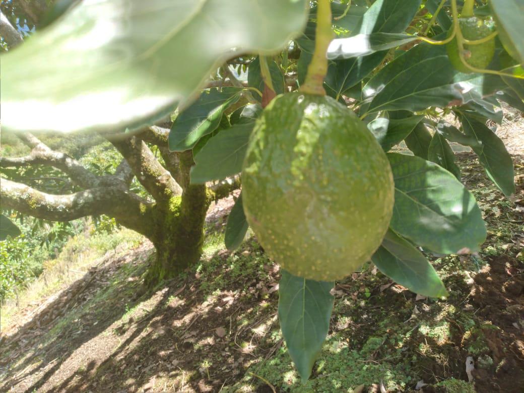 Aguacate Hass