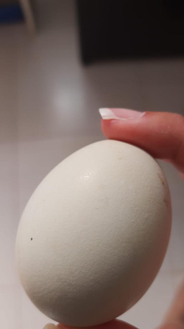 Huevos Semicriollos