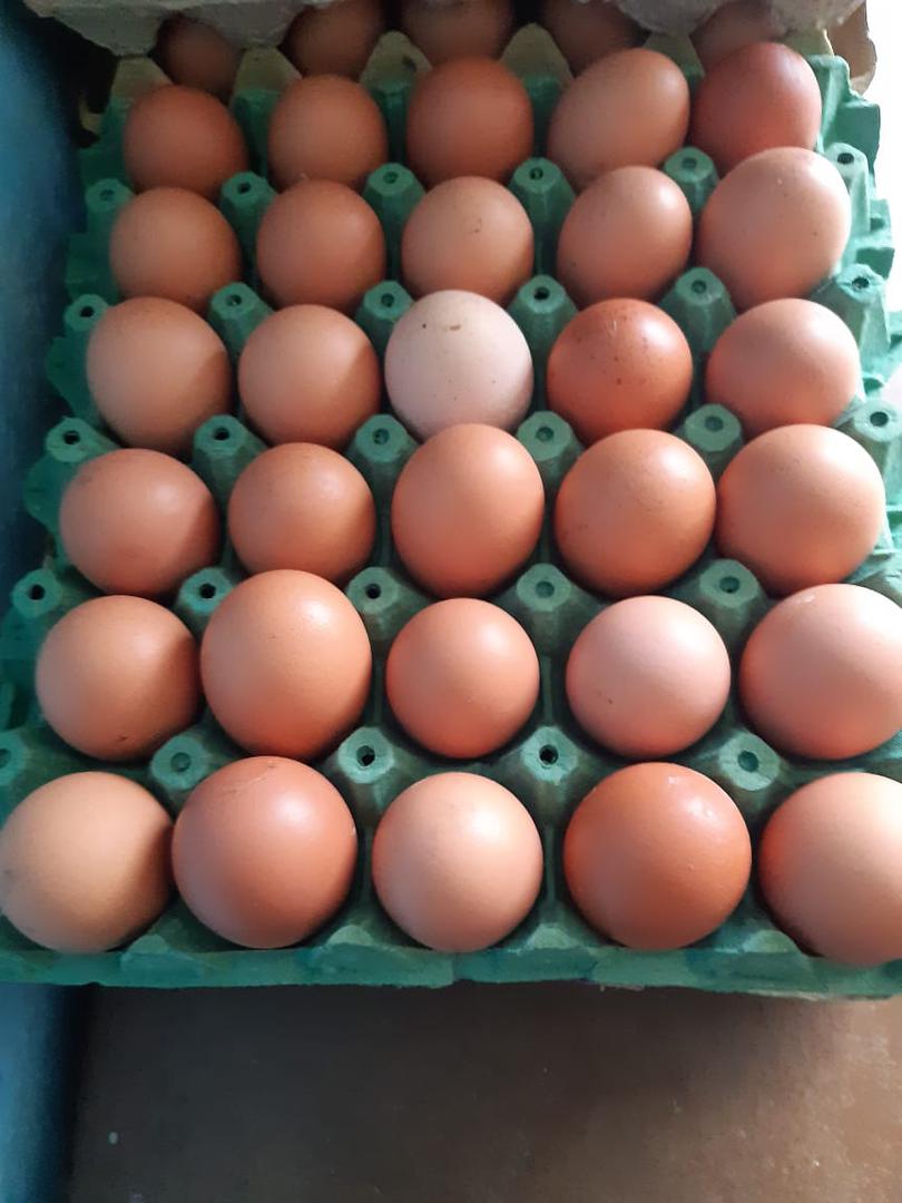 Huevos Criollos De Gallinas Alimentadas Con Maiz Verduras Y Pastos