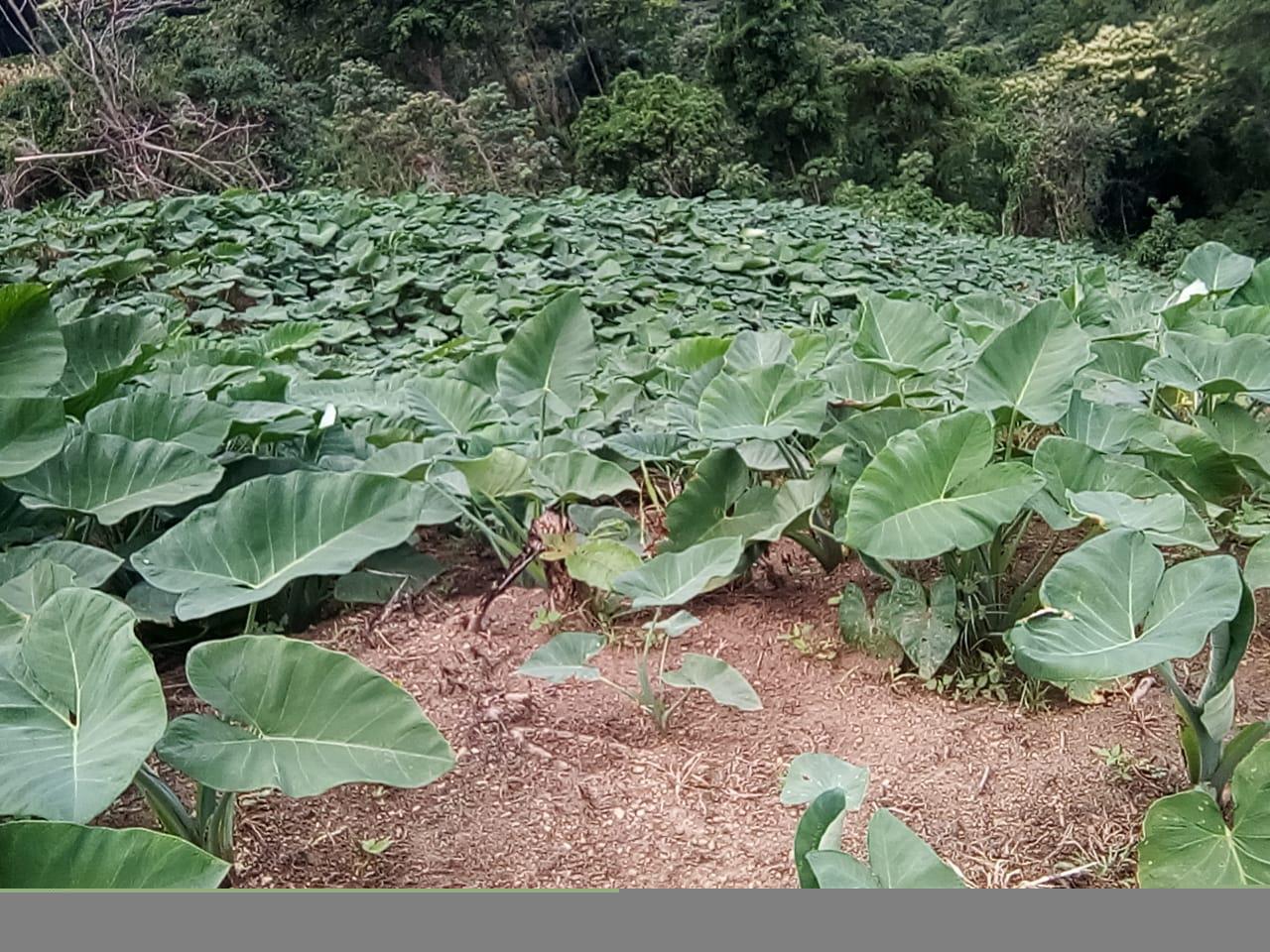 Malanga Colocasia Esculenta