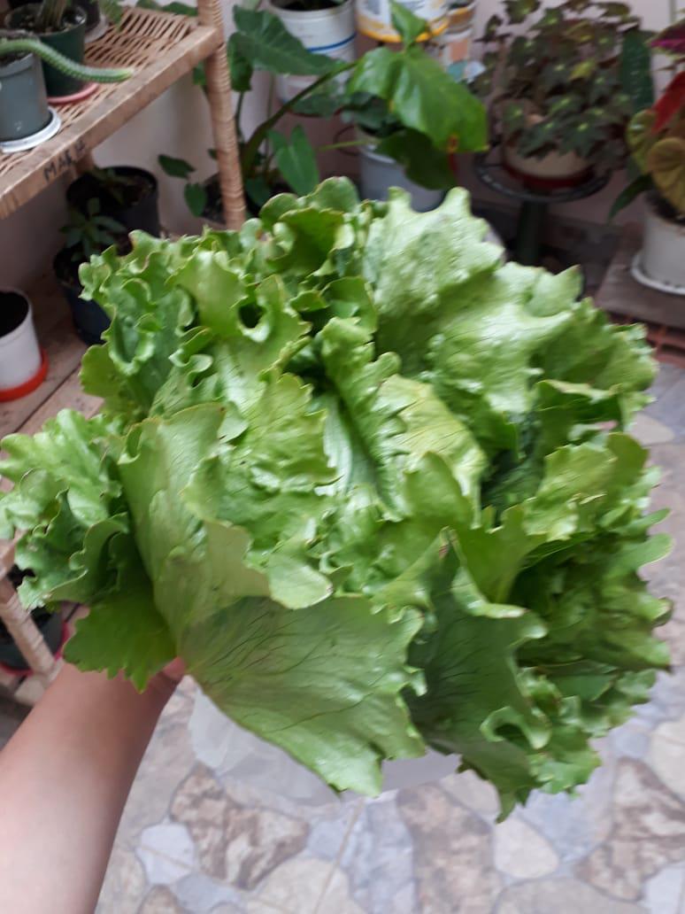 Lechuga Batavia