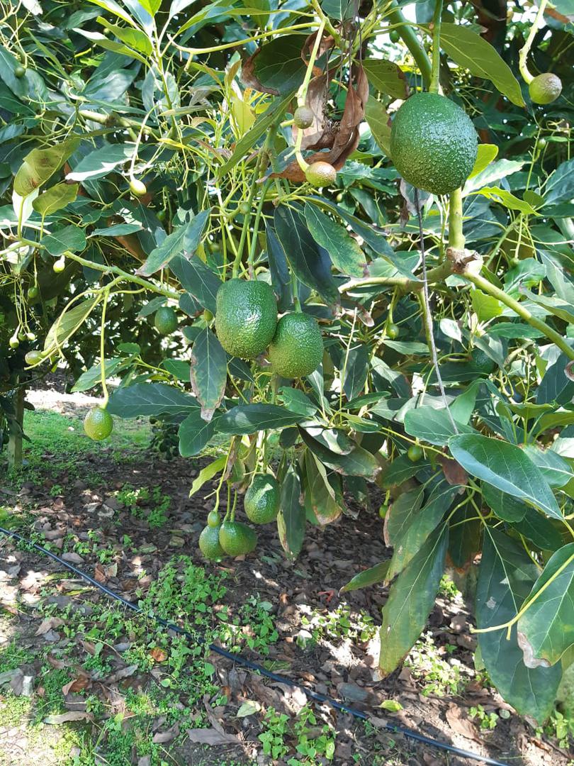Aguacate Hass