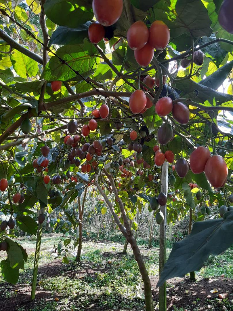 Tomate De Arbol