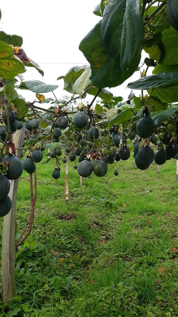 Granadilla