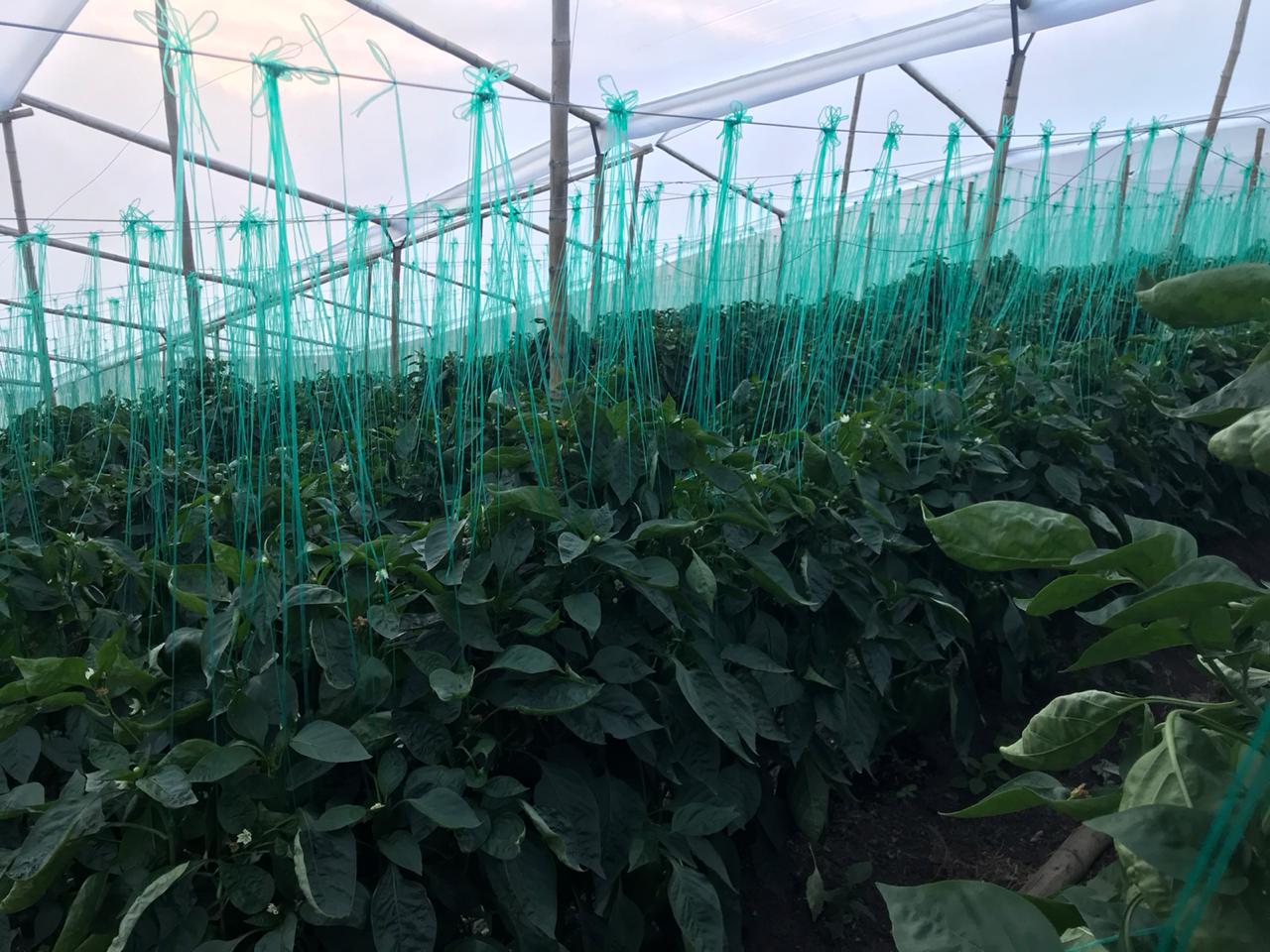 Pimenton Variedad Fisol Rojo Y Amarillo