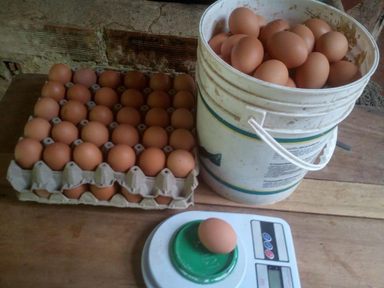 Huevos Semicriollos Canasta X 30 Unidades