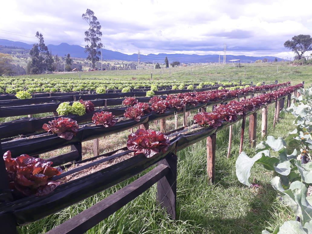 Lechuga Morada
