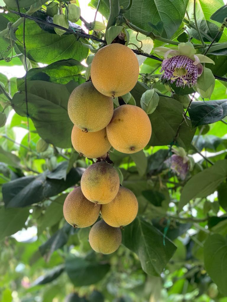 Granadilla