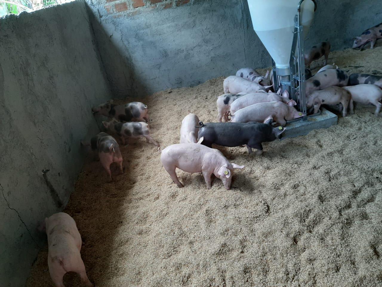 Produccion De Cerdos De Levante Y Ceba