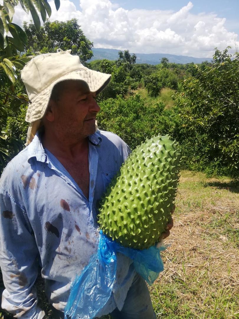Guanabana Extra Primera Y Segunda