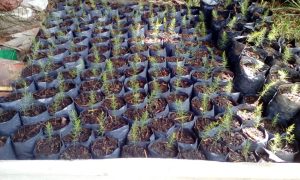 Plantulas De Esparrago