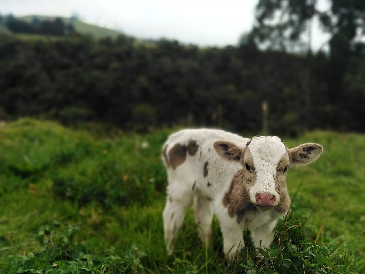 Leche Santa Rosalia