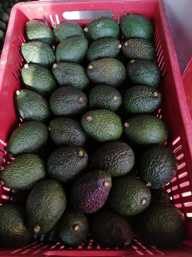 Aguacate Has Lorena Por Kilogramos
