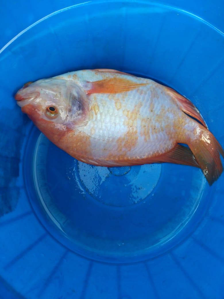 Tilapia Roja O Mojarra Roja