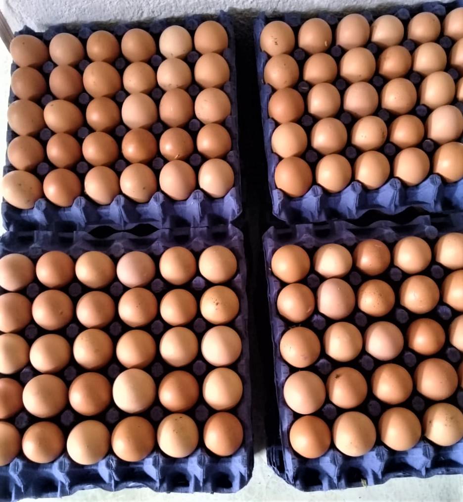 Canasta De Huevos X 30 Unidades