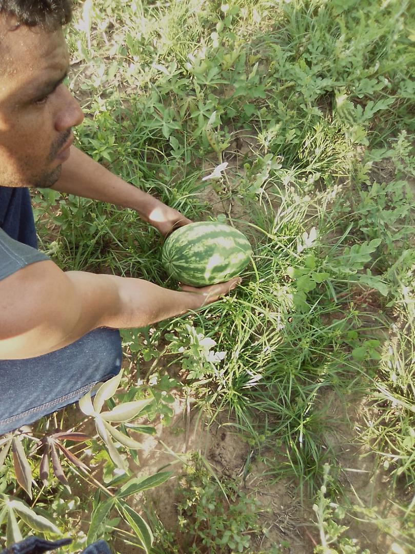Patilla