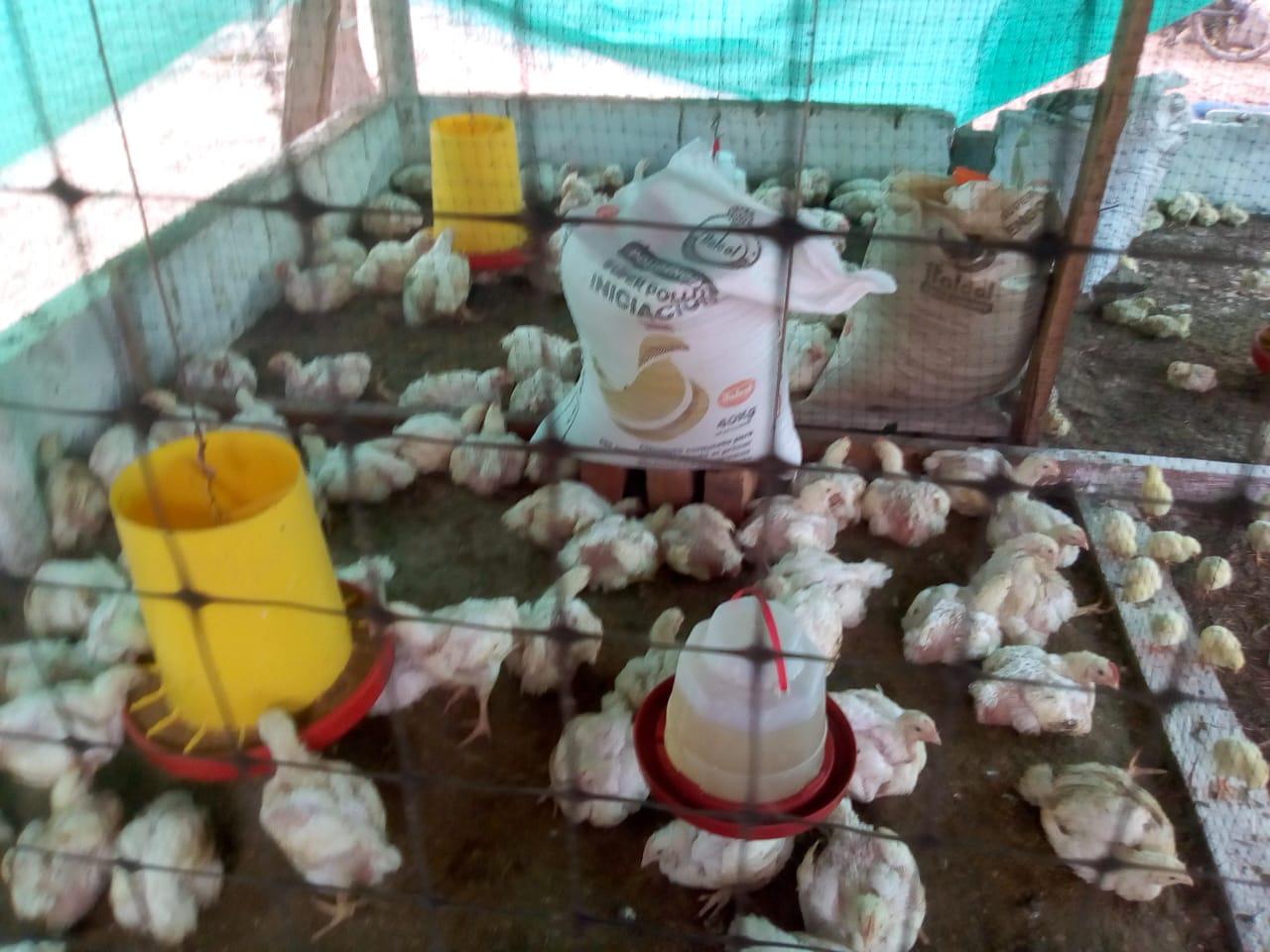 Pollo De Engorde