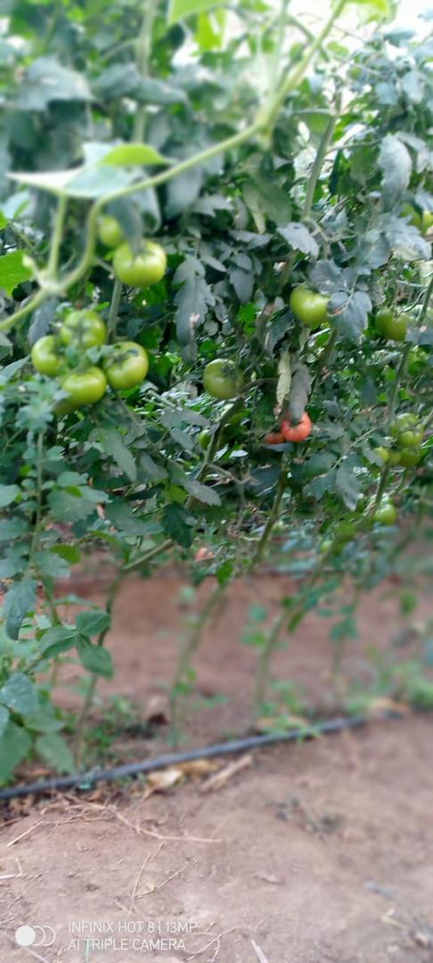Tomate De Mesa