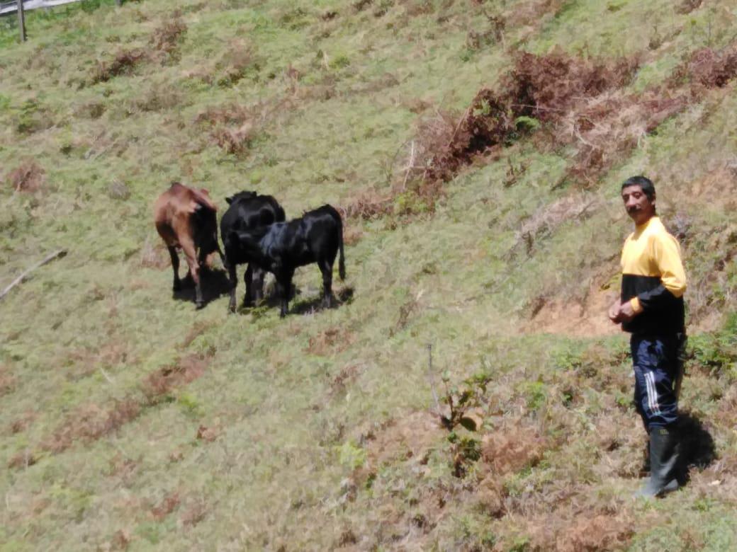 Novillas Y Novillos De 300 Kilos