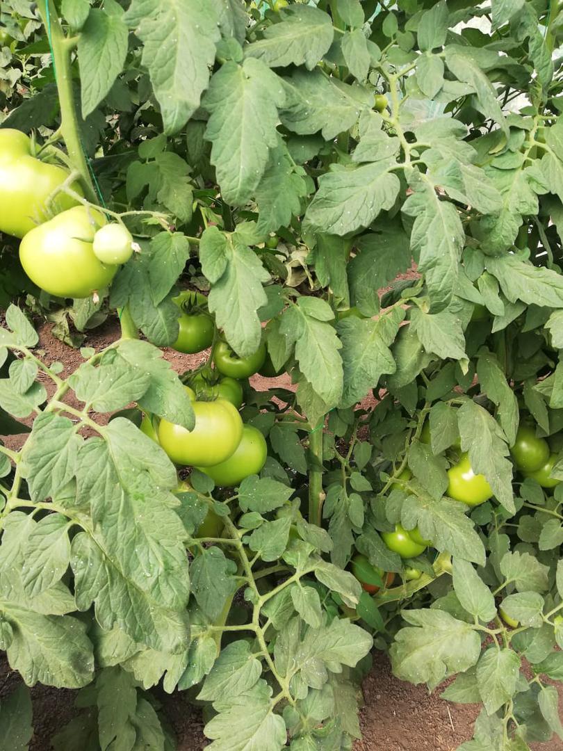 Tomate De Mesa