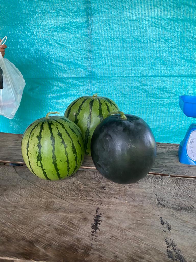 Sandia Vanessa