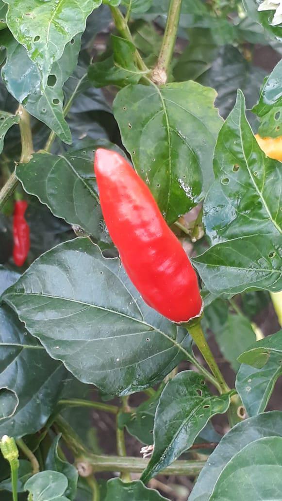 Aji Tabasco