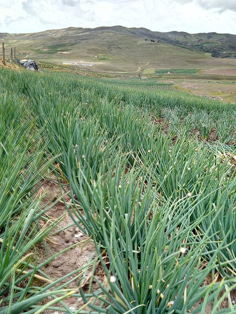 Cebolla Larga
