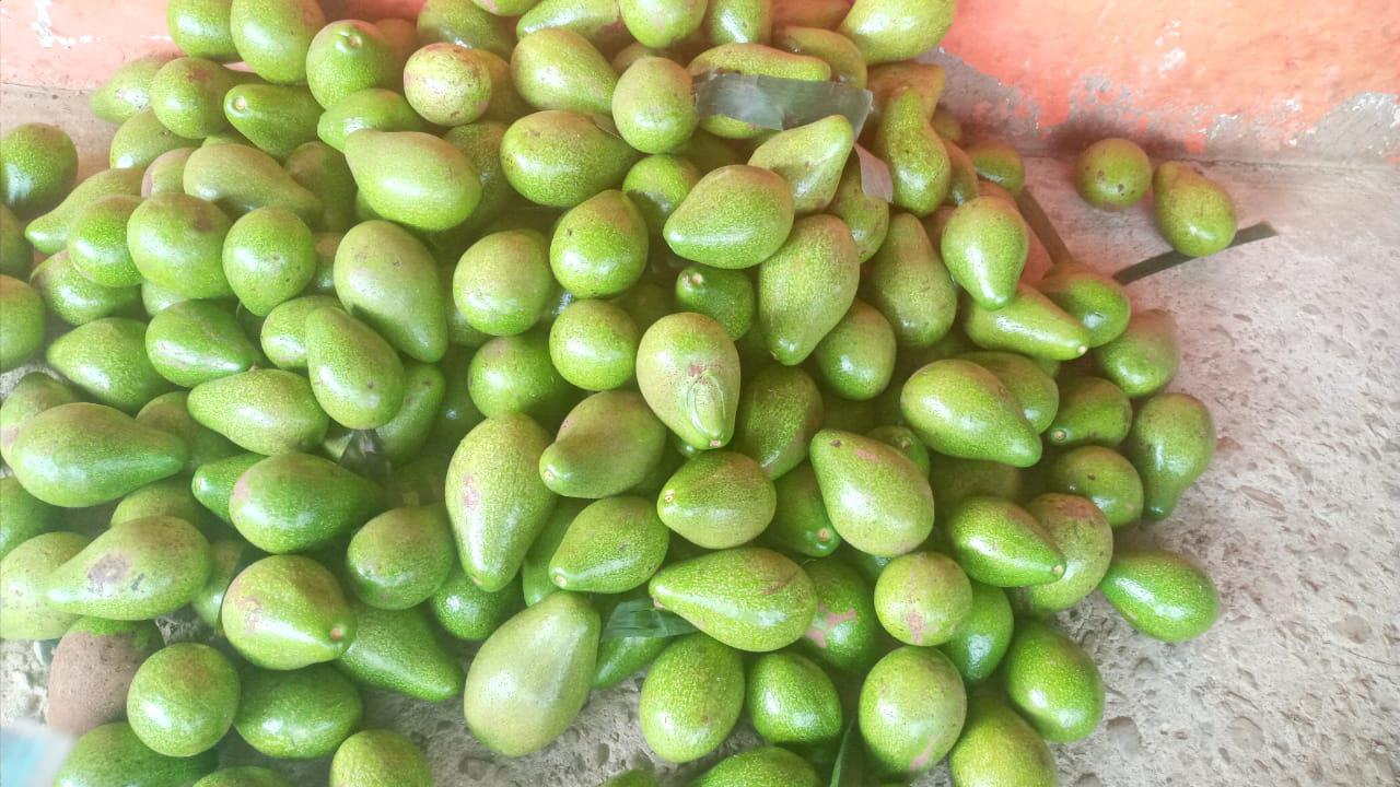 Aguacate Papelillo