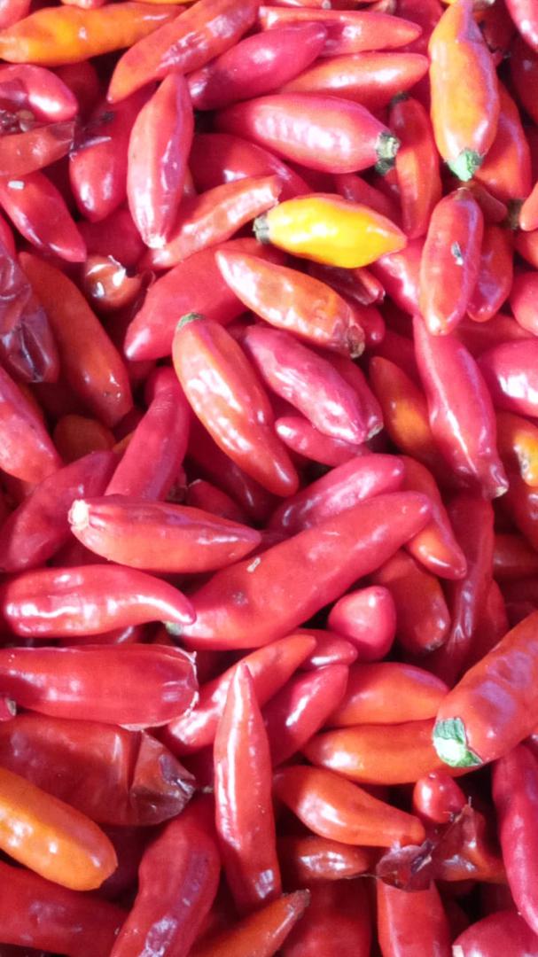 Aji Tabasco