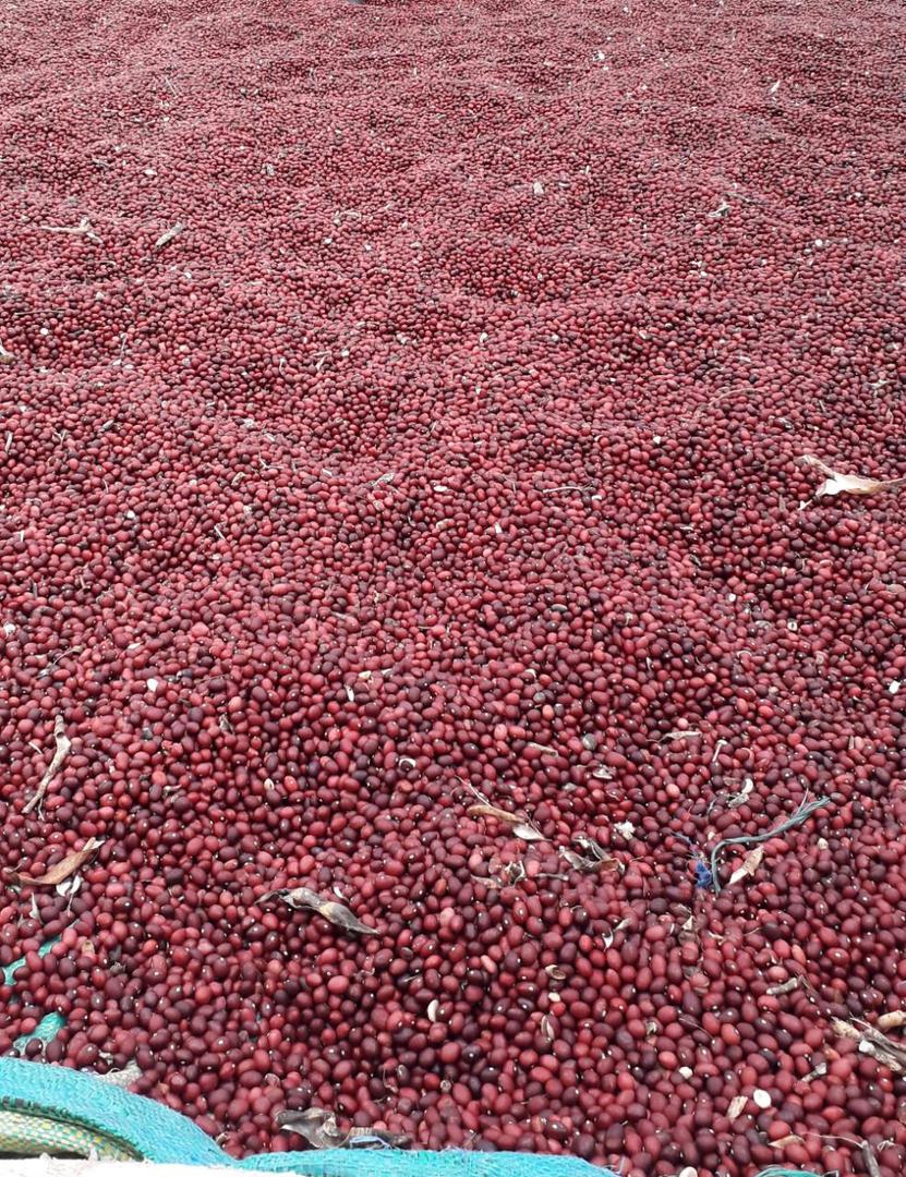 Frijol Bola Roja