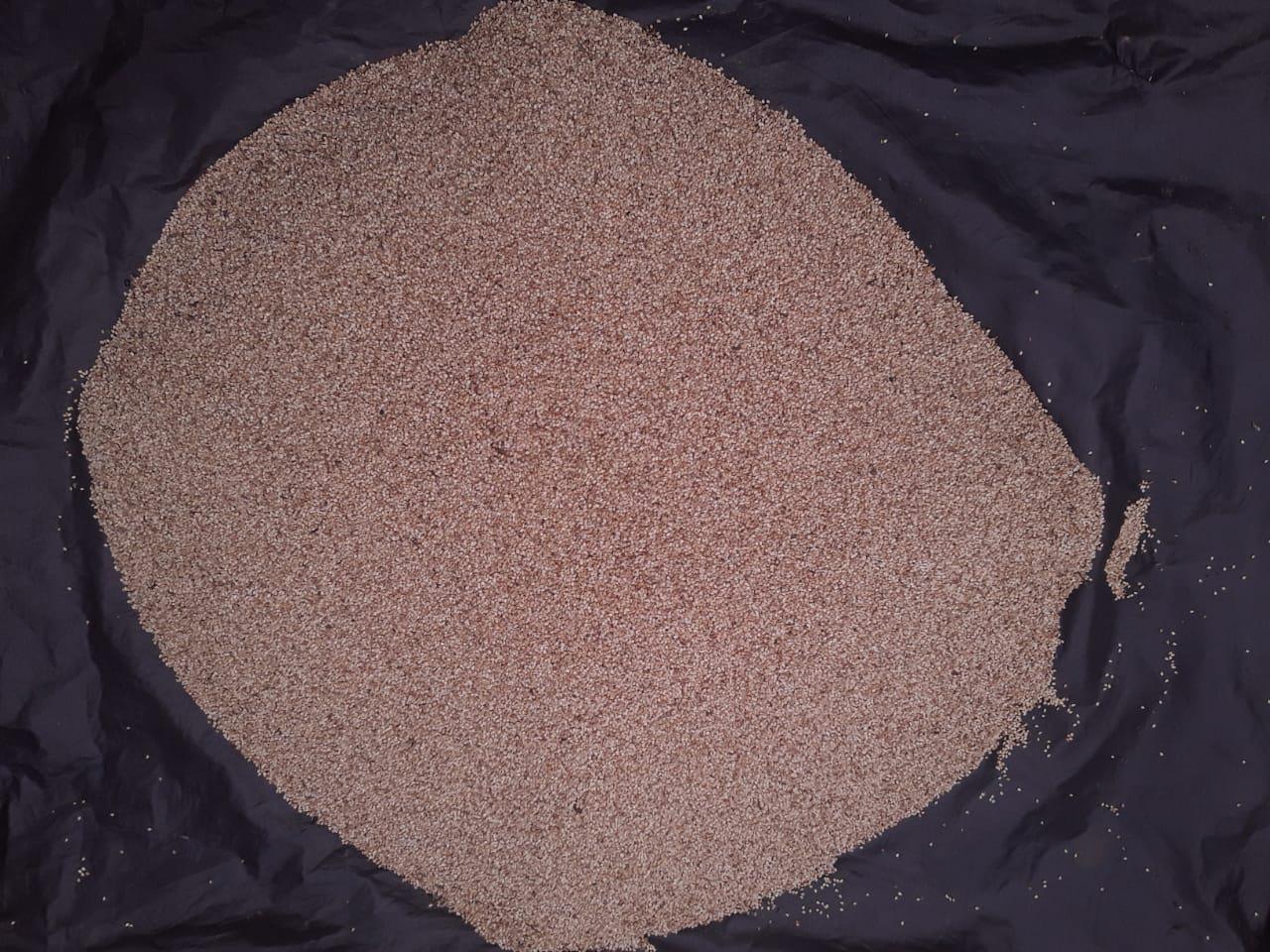 Ajonjoli