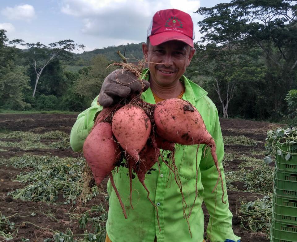 Batata